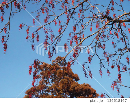 冬の日差しを浴びたイイギリの実（日差しの中の南天桐と杉の木） 136618167