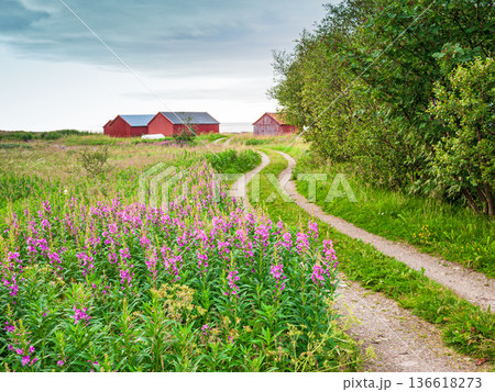 Norwegian countryside road with pink fireweed flowers and red farm barns 136618273