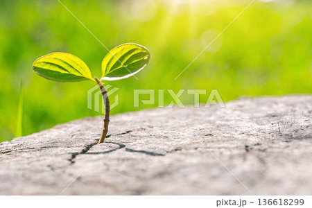 Small green sprout growing from cracked dry ground with soft background 136618299