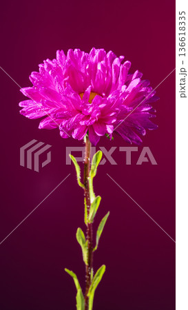 Solitary pink aster flower with layered petals and vibrant colors captured under studio lighting Solitary pink aster flower with layered petals and vibrant colors captured under studio lighting 136618335