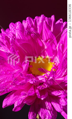 Flowers with dew. Closeup of floral droplets. Macro shot highlighting dew on blooming flower Flowers with dew. Closeup of floral droplets. Macro shot highlighting dew on blooming flower 136618336