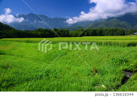 夏の田園風景 136618344