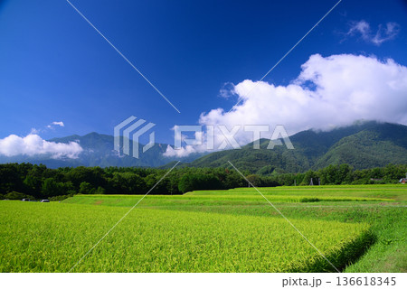 夏の田園風景 夏の田園風景 136618345