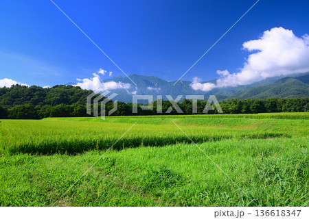 夏の田園風景 136618347