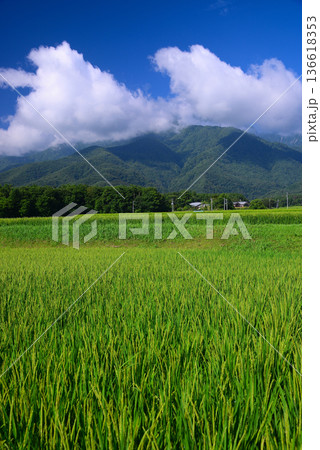夏の田園風景 夏の田園風景 136618353