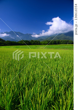 夏の田園風景 夏の田園風景 136618354