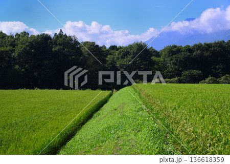 夏の田園風景 136618359