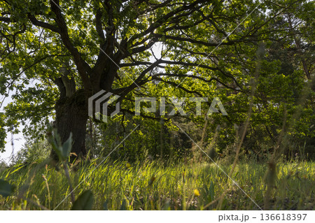 an old oak with green grass by the tree in the summer in sunny bright weather, a deciduous oak tree with fresh foliage in bright sunlight in the summer season 136618397