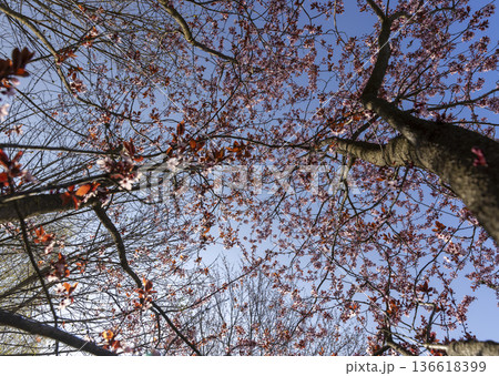 small pink cherry blossoms on the branches of a tree warm sunny spring season in a city park , the first foliage and new beautiful and fragrant cherry blossoms small pink cherry blossoms on the branches of a tree warm sunny spring season in a city park , the first foliage and new beautiful and fragrant cherry blossoms 136618399