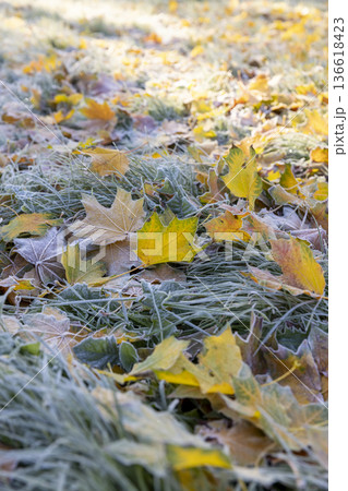beautiful yellow foliage covered with frost after night frosts on the green grass in the frost, the park in the autumn season with green grass and yellow maple foliage in the frost in the sunlight 136618423