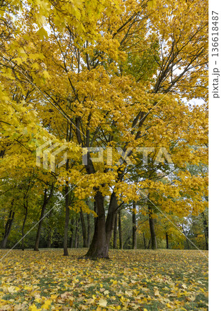 cloudy windy weather in the park in the autumn season, deciduous maple trees with foliage due to strong wind and leaf fall in cloudy weather without sunlight 136618487