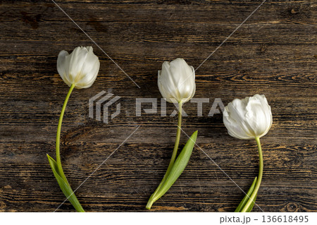 fragrant white tulips lie on a black pine board, white spring tulips for decoration and other purposes on a wooden pine table fragrant white tulips lie on a black pine board, white spring tulips for decoration and other purposes on a wooden pine table 136618495