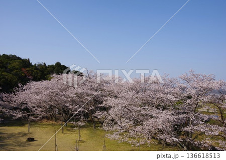 兵庫県洲本市 桜の咲く鮎屋ダム下公園の風景 兵庫県洲本市 桜の咲く鮎屋ダム下公園の風景 136618513