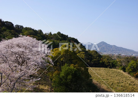 兵庫県洲本市　桜の咲く鮎屋ダム下公園の風景 136618514