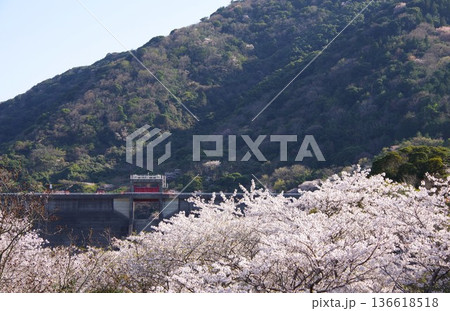 兵庫県洲本市　桜と鮎屋川ダムの風景 136618518