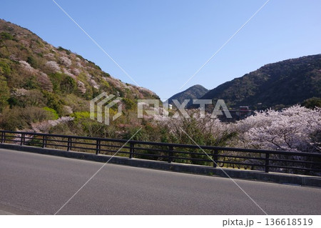 兵庫県洲本市　桜の咲く時期に鮎屋夢大橋から鮎屋川ダムを望む 136618519