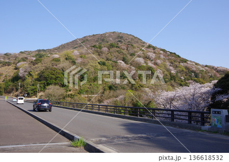 兵庫県洲本市 桜の咲く鮎屋ダム下公園と鮎屋夢大橋 兵庫県洲本市 桜の咲く鮎屋ダム下公園と鮎屋夢大橋 136618532