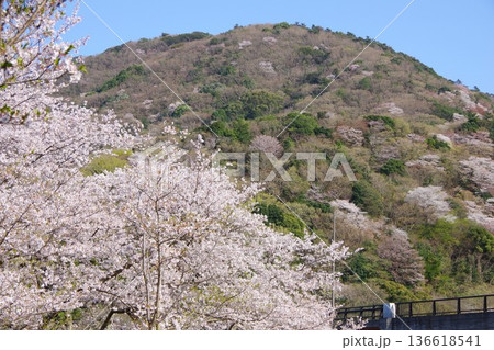 兵庫県洲本市　桜の咲く鮎屋ダム下公園の風景 136618541