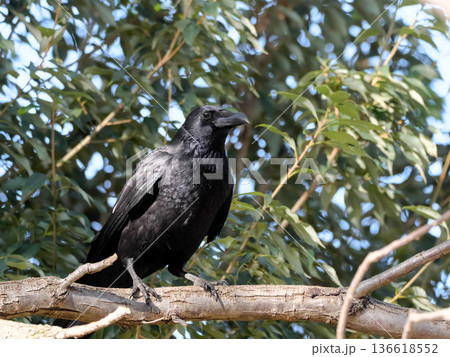 ハシボソガラス 136618552