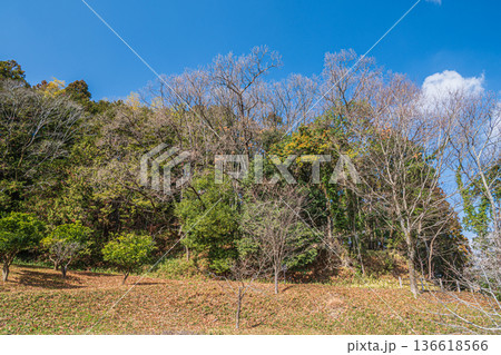キトラ古墳四神の広場周りの里山　奈良県明日香村 136618566