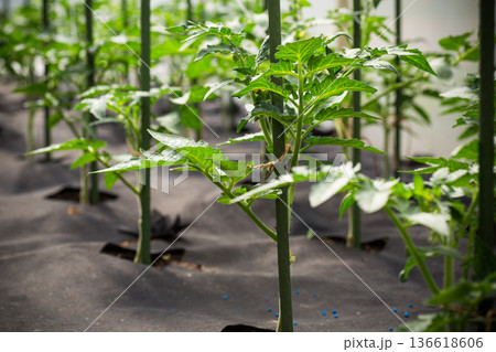 Greenhouse tomato plants supported by strings and stakes Greenhouse tomato plants supported by strings and stakes 136618606