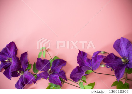 blooming clematis isolated top view on congratulatory pink background blooming clematis isolated top view on congratulatory pink background 136618805