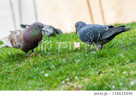 Pigeons walk on the grass 136618848