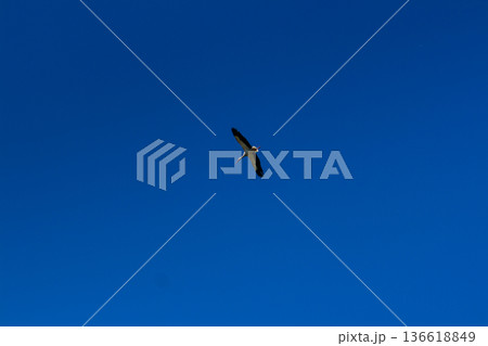 Stork soaring in the blue sky with white clouds 136618849