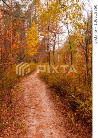 autumn beautiful forest with a path covered with leafs autumn beautiful forest with a path covered with leafs 136618860