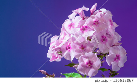 Pink orchid display. Blue gradient background with orchids. Elegant pink orchids on smooth blue background 136618867