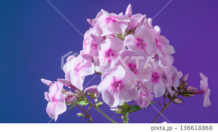 Exotic purple flower ensemble. Luxurious pink orchids with glossy petals on vibrant violet backdrop 136618868