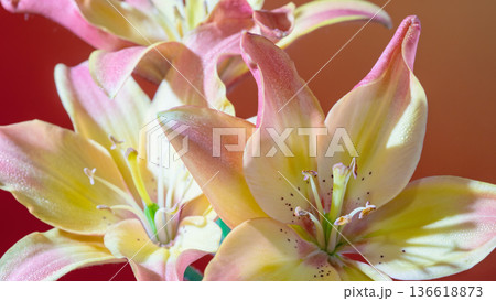 Gentle floral display. Muted tones highlight intricate details of blooming alstroemeria clusters Gentle floral display. Muted tones highlight intricate details of blooming alstroemeria clusters 136618873