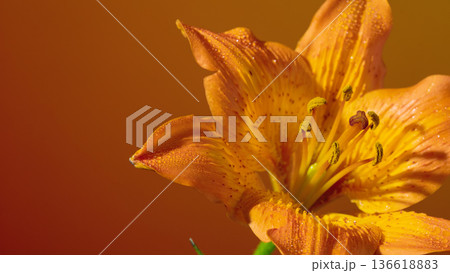 Warmly lit orange lily displaying intricate pollen grains against subtly textured glowing backdrop 136618883