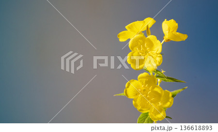 Energetic combination of fragrant herbs complemented by dewtouched primrose against blue background 136618893