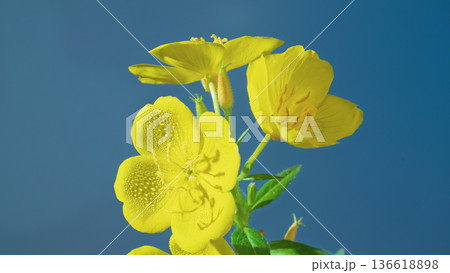 Bright floral scene. Vivid yellow wildflower group with dew drops on petals against warm blue backdrop 136618898