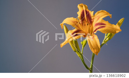 Close view of luminous bloom. Detailed photo showcases petal details and vibrant rim light effects 136618902