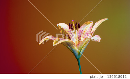 Pink lily with pollen and stem. Closeup of pink lily with pollen for floral design projects Pink lily with pollen and stem. Closeup of pink lily with pollen for floral design projects 136618911