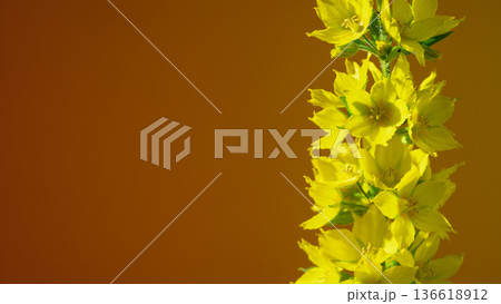 Elevated yellow flower spike provides vibrant styling element for markets and celebrations 136618912