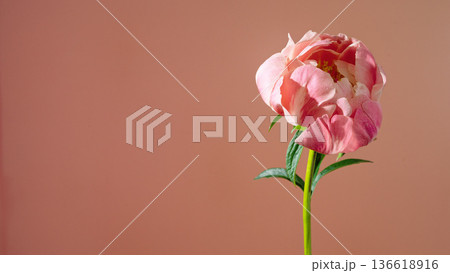 Serene botanical study showcasing delicate blush peony with curled petals and soft studio illumination 136618916