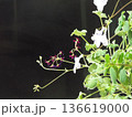 花のある背景 136619000