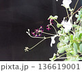 花のある背景 136619001