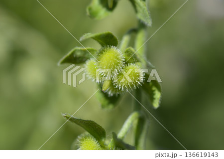 Cretan Blue hounds tongue 136619143