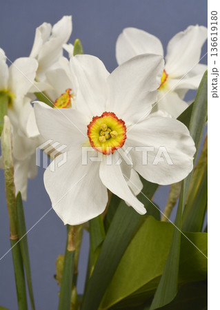 Poets daffodil Poets daffodil 136619180