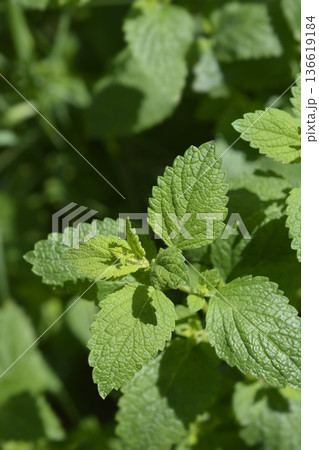 Lemon balm 136619184