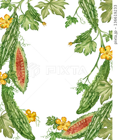 A watercolor frame featuring a bitter melon vine, leaves, and flowers. All elements are hand-painted in watercolor. Momordica, an Indian cucumber, is featured in a healthy eating design. 136619233