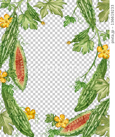 A watercolor frame featuring a bitter melon vine, leaves, and flowers. All elements are hand-painted in watercolor. Momordica, an Indian cucumber, is featured in a healthy eating design. 136619233