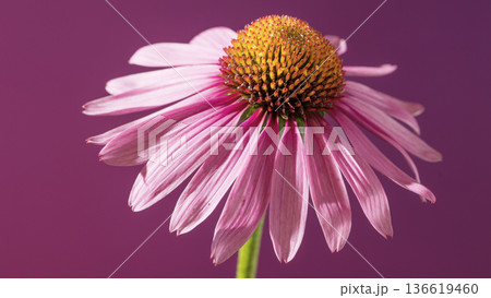 Portrayal of pale pink echinacea evokes serenity and gentle healing atmosphere in branding Portrayal of pale pink echinacea evokes serenity and gentle healing atmosphere in branding 136619460