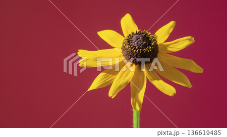 Bright Rudbeckia on red background. Bold studio shot of flower against dramatic colored backdrop 136619485