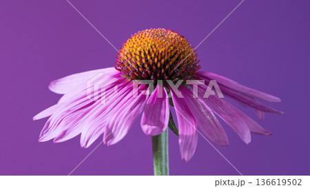 Echinacea cone with textured petals. Herbalist harvests pink echinacea cone for infusion preparation 136619502