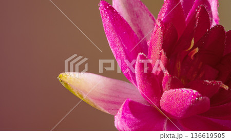 Striking tropical flower displaying bold sculptural petals under intense warm illumination 136619505